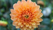 Dahlia