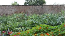 Nasturtiums, artichokes and cosmos