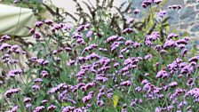 Herbaceous Border