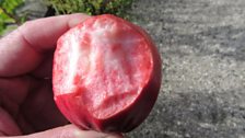 Interior of a Bloody Ploughman Apple