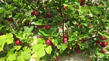 The apples growing against the wall in Culross Palace garden