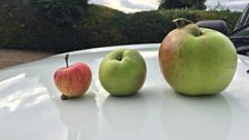 One heck of an apple!