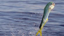 The anglers fish off the Pacific coast of Costa Rica