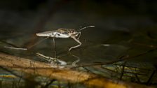 Pond skater