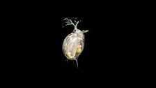 Water flea