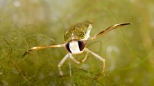 Lesser water boatman