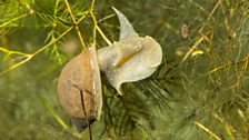 Water snail