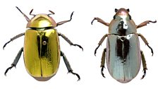 Gold and silver metallic beetles