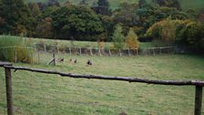 Mouflon Sheep