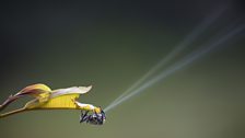 Darwins’ Bark Spider (Andasibe, Madagascar)