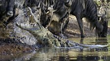 Nile Crocodile, Tanzania