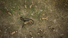 Wild Dogs and Wildebeest, Zambia