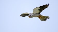 Amur Falcon