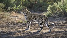 Leopard, Zambia