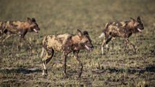 Wild Dogs, Zambia