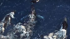 Humpback Whales, Western Australia