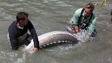 Ben Fogle and local judge Yves Bisson help conservation by tagging and releasing a 7ft sturgeon