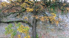 A venerable old pear tree