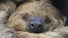 A two-toed sloth (Choloepus didactylus) takes it easy