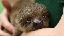 Edward the two-toed sloth