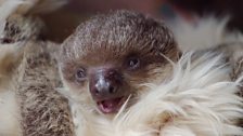 A sloth baby get cosy