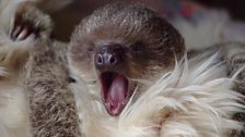 Baby sloth ready for a snooze