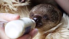 A baby sloth is fed some milk