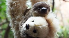 A baby sloth meets its toy double