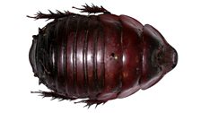 Rhinoceros cockroach