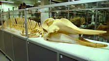 Thames whale skeleton
