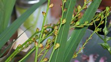 Crocosmia Foliage and Seed Heads