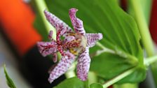 An Exquisite Little Toadflower