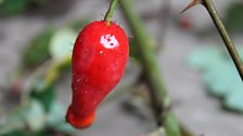 Another Gleaming Rose Hip