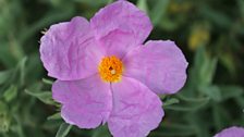 Delicate Rock Roses Still In Bloom