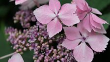 And Hydrangea Flowers Too.