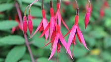 Fabulous Fuschias