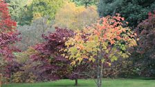 Acer Doing Their Gorgeous Autumn Thing