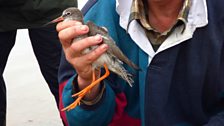 A Bird in the Hand