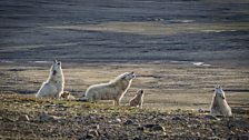 Arctic Wolves