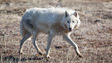 Arctic Wolf