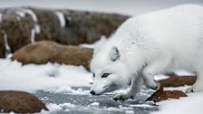 Arctic Fox