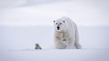 Polar Bear and Seal Pup