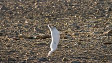 Arctic Hare