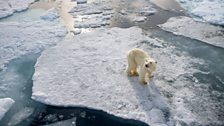 Polar Bear