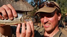 The teeth of a tiger fish