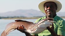 A vundu catfish