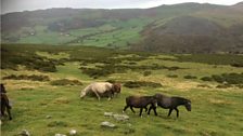 The Annual Gathering of the Carneddau Ponies