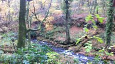 Ancient Woodland Workshops