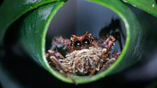 Portia jumping spider