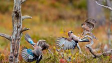 A fledgling sparrowhawk spars with a jay in a woodland clearing in Autumn